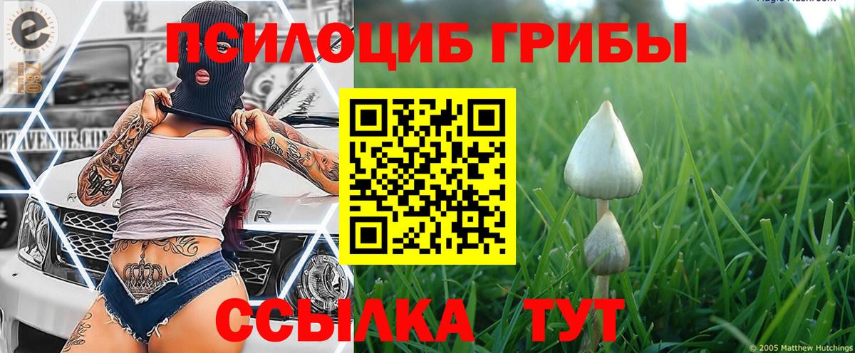 Усть-Джегута  Псилоцибиновые грибы MAGIC MUSHROOMS  дарнет шоп  Вход с VPN 